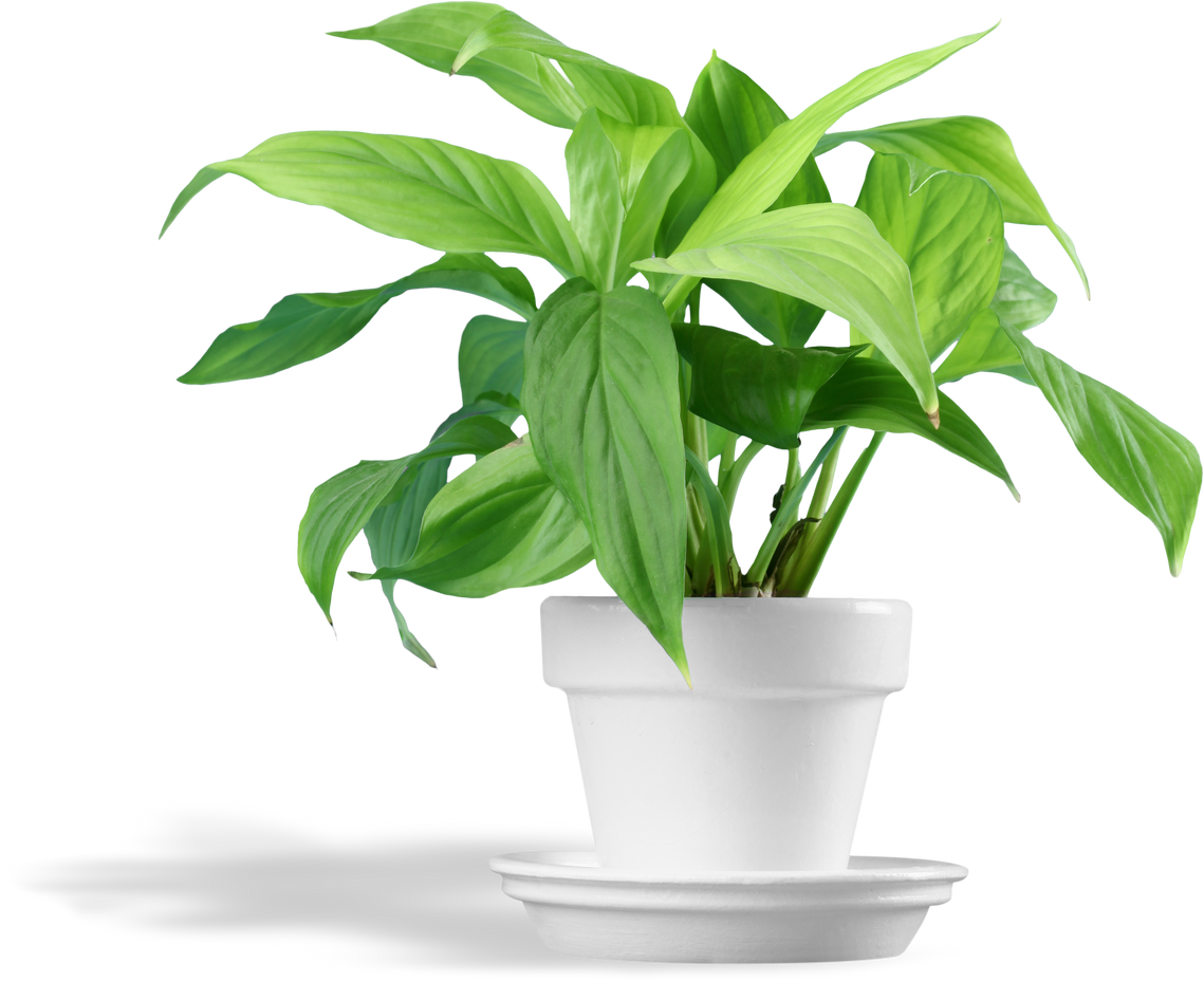 Lush Potted Plant 